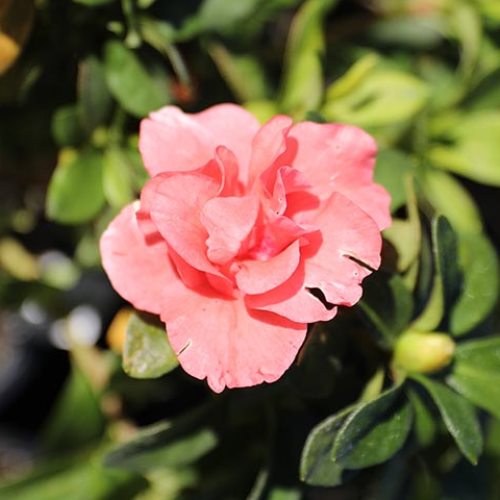 Azalea Guanda Pink - 1.25Ltr - Image 2