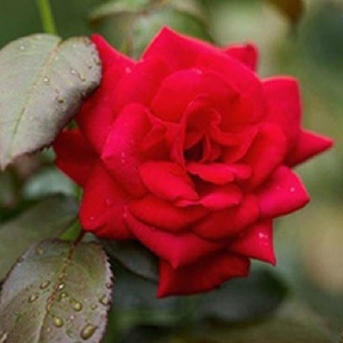 Rose Global Cover - 2.5Ltr - Image 2
