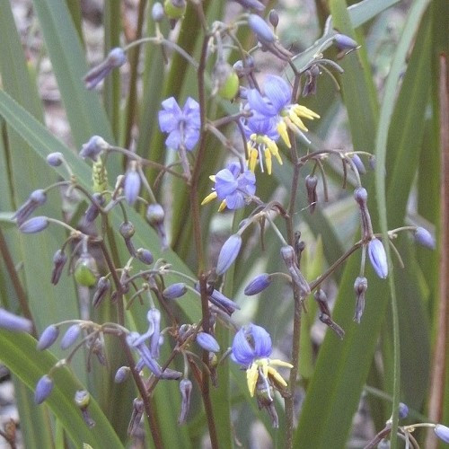 Dianella Goddess - 2.5Ltr - Image 2
