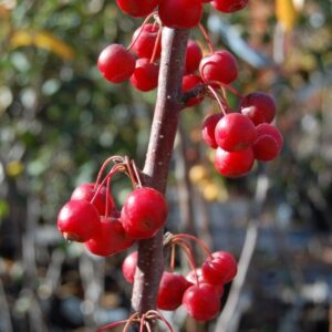 Malus Snowbright, Crabapple - Pb18