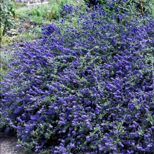 Ceanothus Blue Carpet - Pb5 (15/20) - Image 2