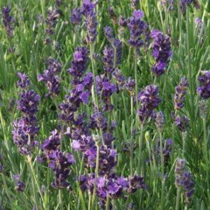 Lavandula intermedia Dilly Dilly - Pb5