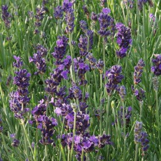Lavandula intermedia Dilly Dilly - Pb5