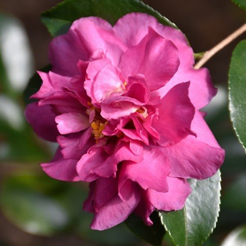 Camellia Sparkling Burgundy - pb6.5 (80/100) - Image 2