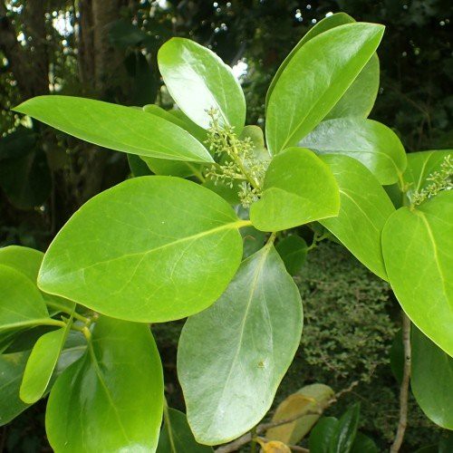 Griselinia lucida, Akapuka - Pb5/Pb6.5