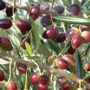 Olive Koroneiki - 2.5Ltr/3.5Ltr (50/100)