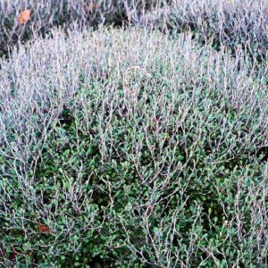 Corokia x Silver Ghost - Pb3