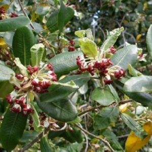 Pittosporum ralphii, Ralph's Karo - Pot