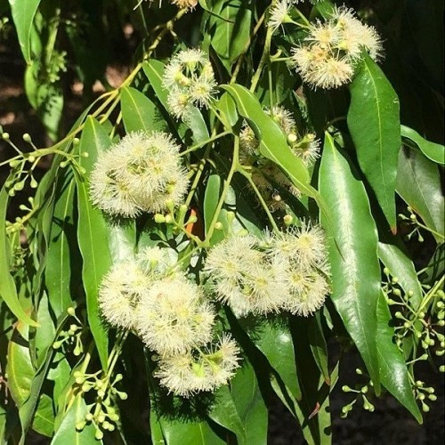 Waterhousia floribunda, Weeping Lilly Pilly - Pb5 - Image 2