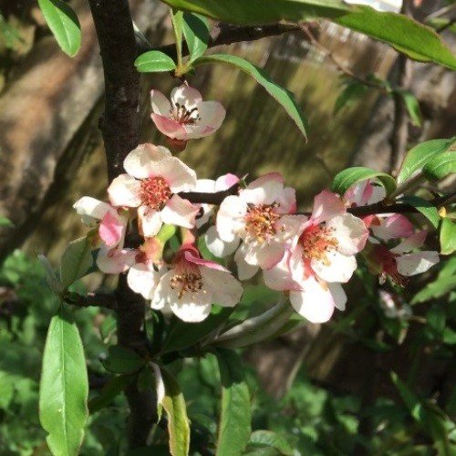 Chaenomeles cathayensis, Chinese Quince - Pb6.5 - Image 2