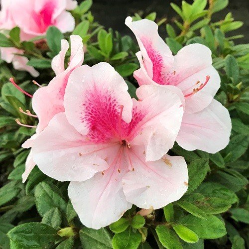 Azalea Compte de Keretone - 1.25Ltr - Image 2