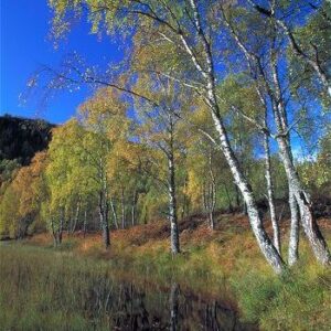 Betula pendula Alba, Weeping Silver Birch - Pb40