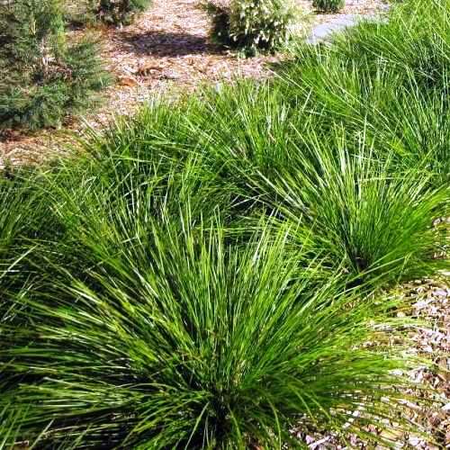 Lomandra l. Tanika - 3Ltr (50/70) - Image 2