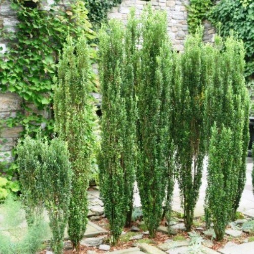 Ilex crenata Sky Sentry/ Sky Pencil- 5Ltr (90/100cm) - Image 2