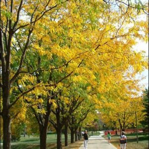 Gleditsia Inermis, Honey Locust - Pb18/Pb28 (1.8-3m)