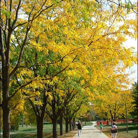 Gleditsia Inermis, Honey Locust - 1.4Ltr/Pb5
