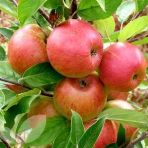 Apple Ellison's Orange - Pb12