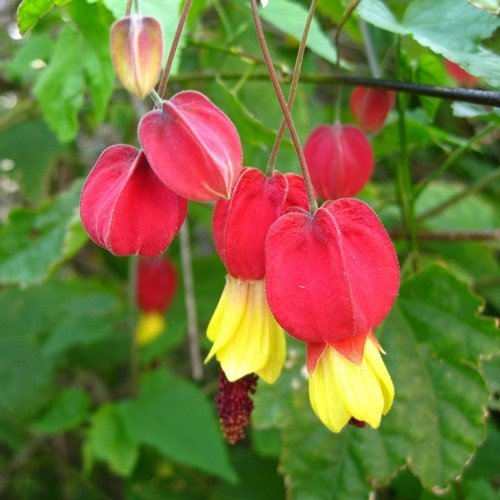 Abutilon megapotamicum - Pb6.5 - Image 2