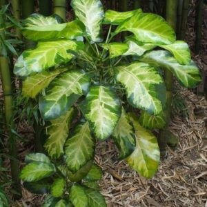 Meryta Moonlight, Variegated Puka - 8Ltr