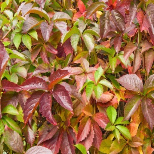 Parthenocissus quinquefolia, Virginia Creeper - Pb5 - Image 2