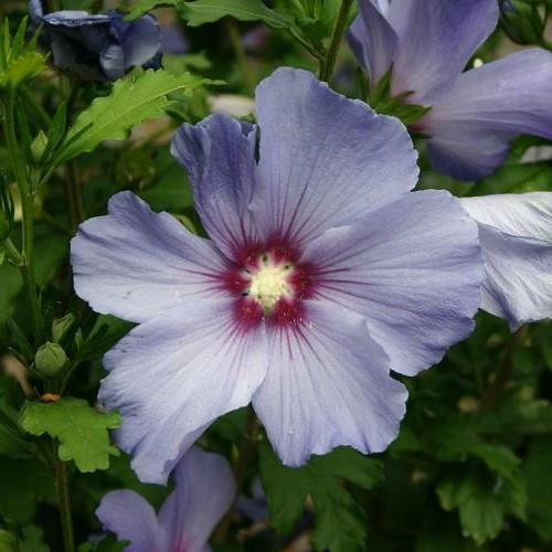 Hibiscus Colestris - Pb6.5