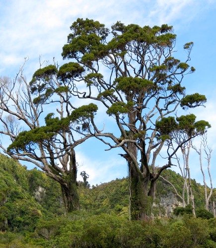 Dacrydium cupressinum, Rimu - Pb28/Pb40