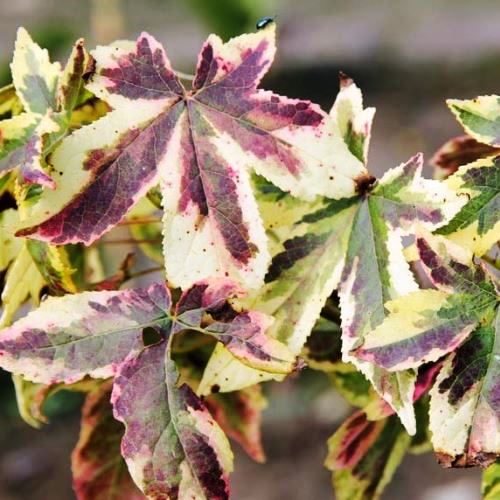 Liquidambar Golden Treasure, Sweetgum - 35Ltr (200/250) - Image 2