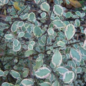 Pittosporum Silver Magic - Pb5