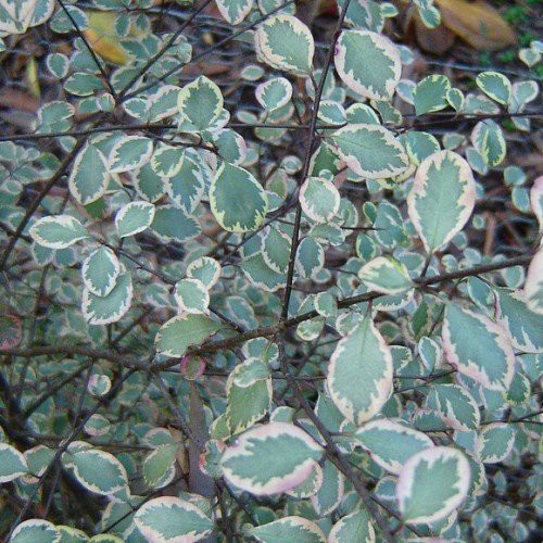 Pittosporum Silver Magic - Pb5