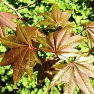 Acer campbellii Gwavas - Pb28
