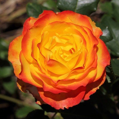 Rose Tequila Sunrise (floribunda) - Image 2