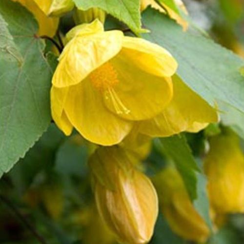 Abutilon Lucky Lantern Yellow - 2Ltr/Pb6.5 - Image 2
