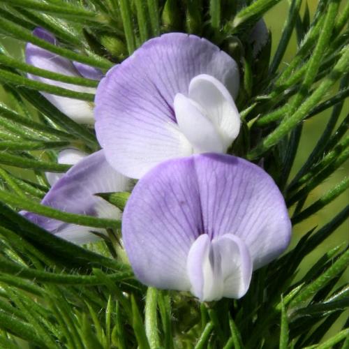 Psoralea pinnata, African Scurf Pea - 0.5L (120/150) - Image 3