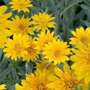 Gazania Sahara, Treasure Flower - Pb3 (10/20)