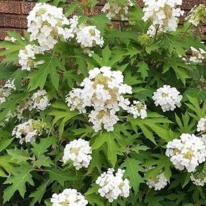 Hydrangea Ice Crystal - 2.5Ltr/3.3Ltr (40/50)