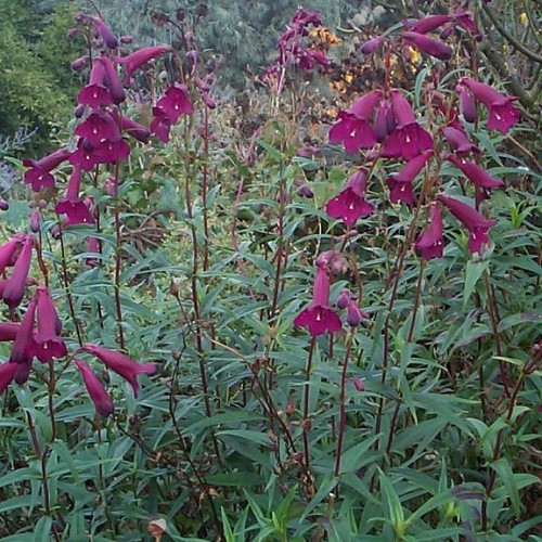 Penstemon Blackbird - Pot