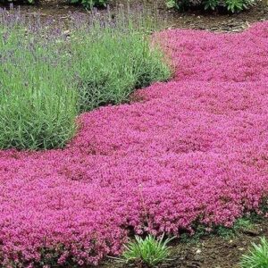 Thymus Ruby Carpet, Creeping Thyme - 1Ltr