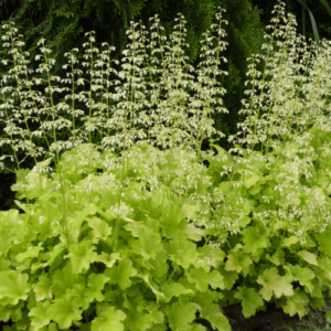 Heuchera Lime Marmalade - 2Ltr