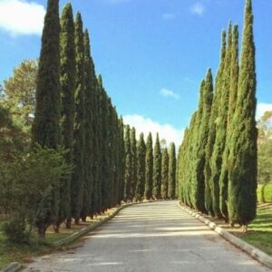 Cupressus Totem, Italian Cypress - 25ltr/35ltr (180/220)