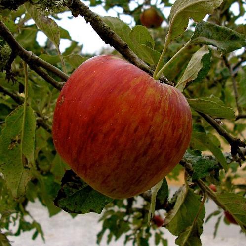 Apple Jonathan - Pb12