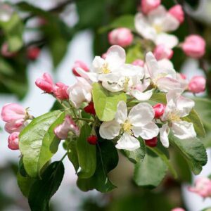 Malus Gorgeous, Crabapple - Pb12
