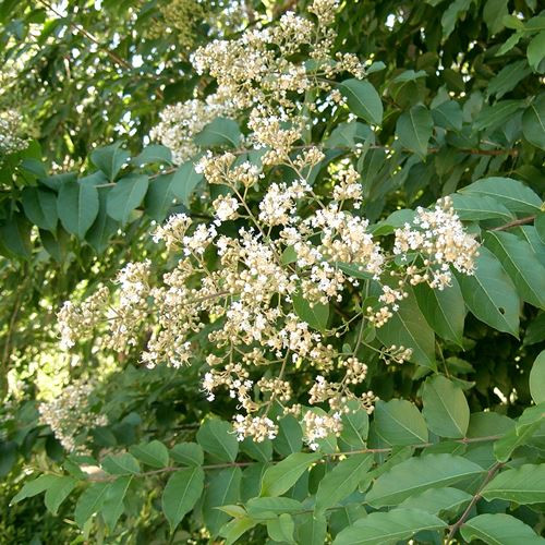 Lagerstroemia subcostata, Crepe Myrtle - Pb28 - Image 2