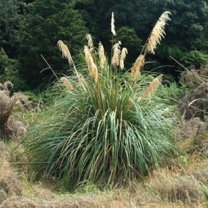 Cortaderia fulvida, Toetoe - 1.5Ltr
