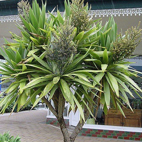 Cordyline obtecta Kaspar - Pb5