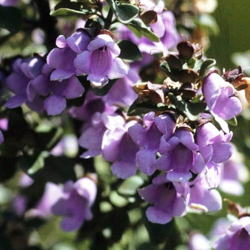 Prostanthera r. Edgintonii, Round-Leaf Mint Bush - Pb6.5 - Image 2