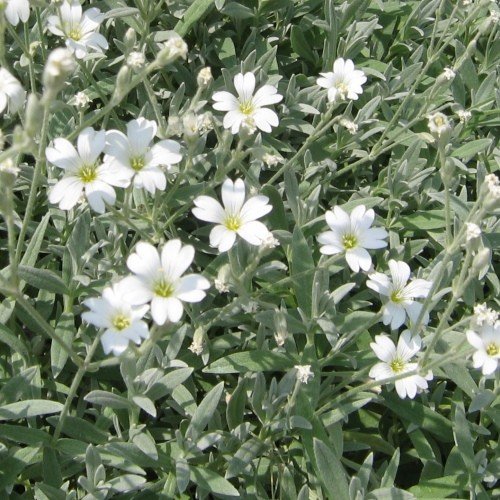 Cerastium tomentosum, Snow-In-Summer - Pb5 - Image 2