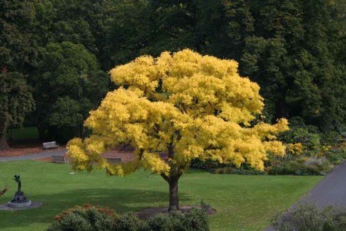 Fraxinus excelsior Aurea, Golden Ash - Pb18 (1.5m/2m) - Image 2