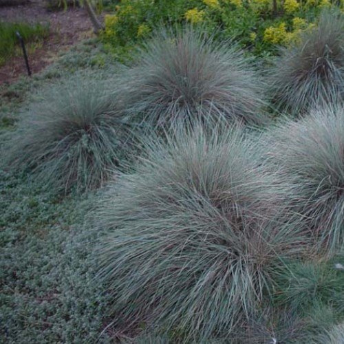 Festuca glauca, Blue Fescue - Image 2