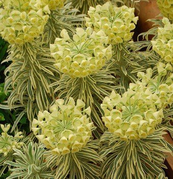 Euphorbia characias Tasmanian Tiger, Spurge - Pb6.5