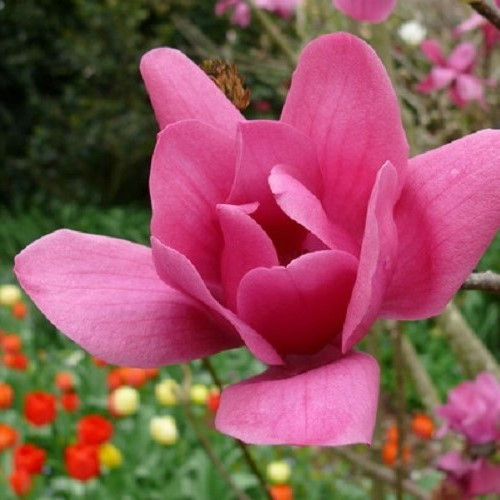 Magnolia Felix Jury - 10Ltr/15Ltr (1.5m/2m) - Image 2